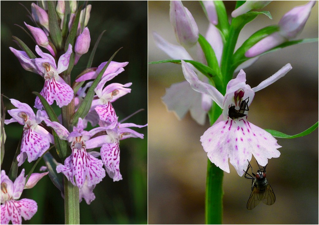 Il Gran Sasso e le orchidee - il mio omaggio al Gigante dellAppennino.